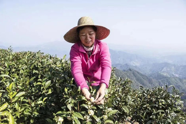 二十大代表風采丨祝雪蘭：帶領村民種茶走上致富路